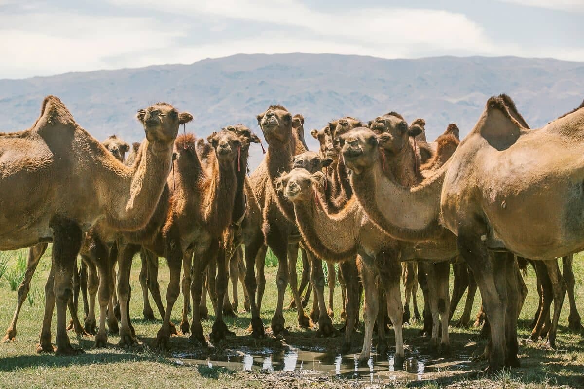 Gobi and Kharkhorin Tour
