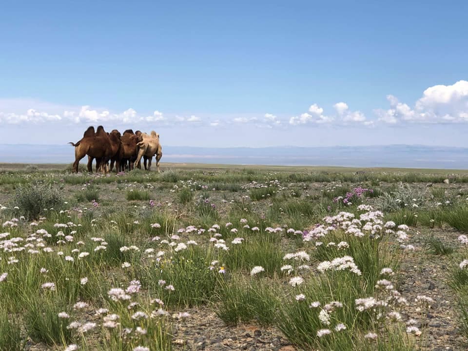 Gobi & Terelj Tour