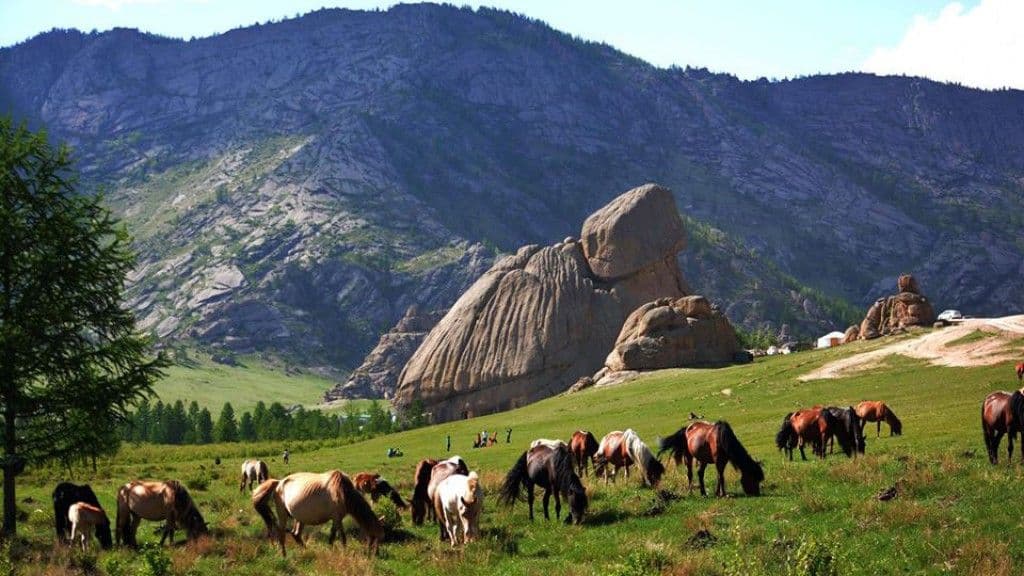 Terelj & Hustai Tour