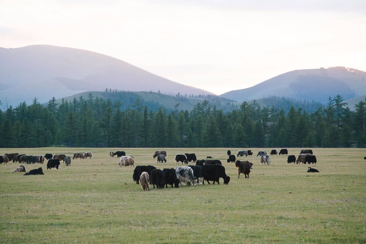 Khuvsgul Lake Tour